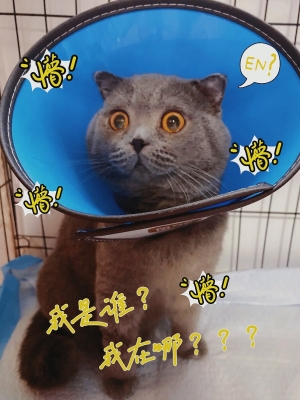 赤峰平價(jià)寵物醫(yī)院地址電話號(hào)碼-第1張圖片