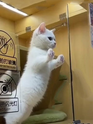 赤峰哪里有賣貓的-第1張圖片