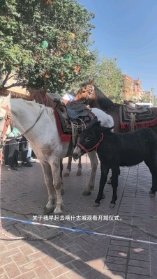 赤峰小毛驢旅行社電話號碼-第1張圖片