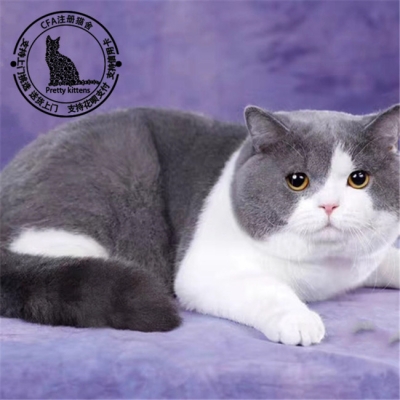 赤峰藍貓幼貓售賣地點電話號碼-第1張圖片