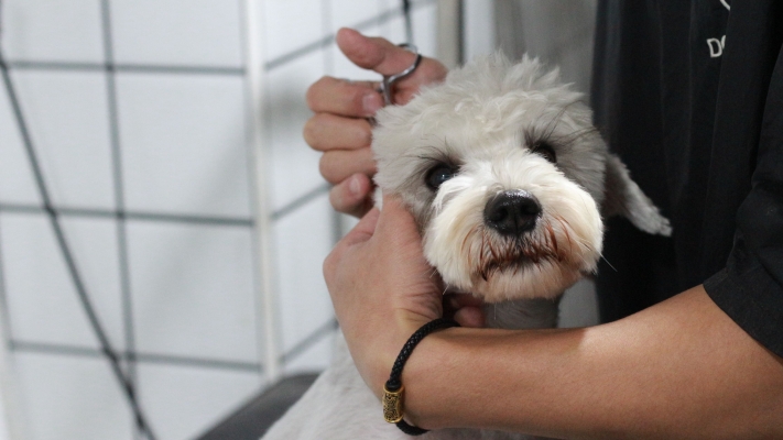 赤峰市狗狗認(rèn)領(lǐng)地址電話號碼-第1張圖片