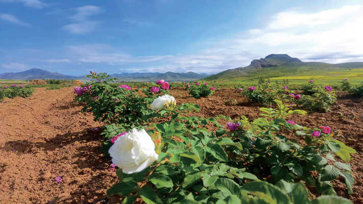 赤峰林西垂釣園地址電話號碼-第1張圖片