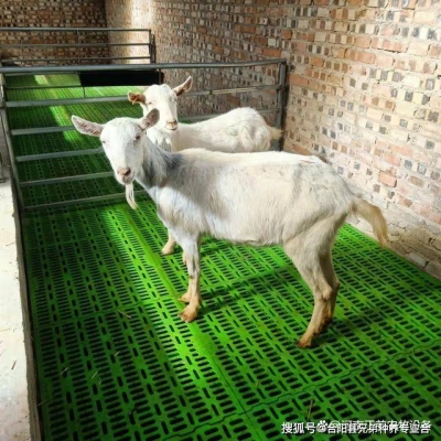 赤峰養(yǎng)羊場電話號碼多少號-第1張圖片