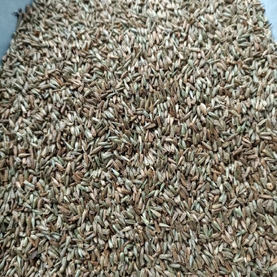 赤峰種子批發(fā)市場電話號碼-第1張圖片