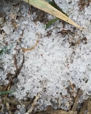 赤峰登月葵花油廠家電話號碼-第1張圖片