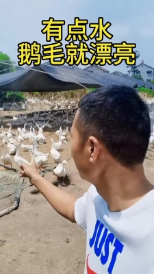 赤峰養(yǎng)鵝孵化場電話地址查詢-第1張圖片