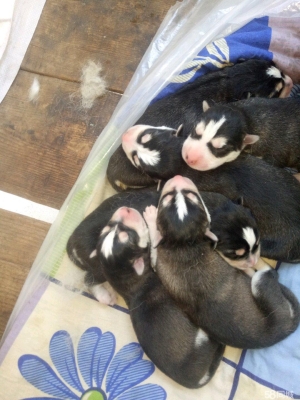 赤峰賣小狗崽電話多少號啊-第1張圖片