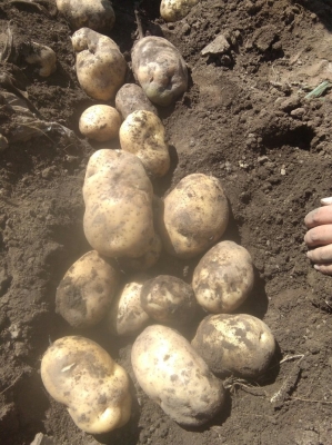 赤峰市土豆代購電話號碼查詢-第1張圖片