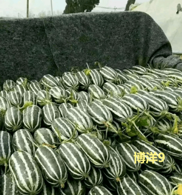 赤峰甜瓜代賣群電話號(hào)碼查詢-第1張圖片