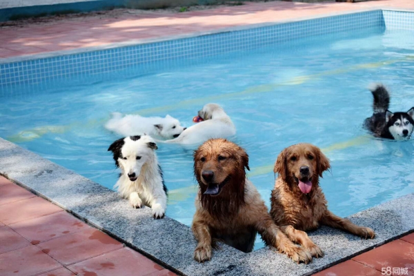 赤峰南山訓(xùn)犬基地電話號(hào)碼-第1張圖片