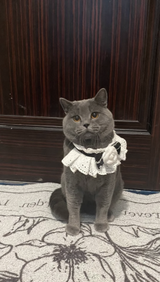 赤峰皇家貓糧專賣店電話號碼-第1張圖片