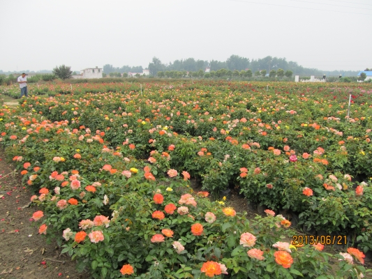 赤峰市出售月季苗木電話號碼-第1張圖片