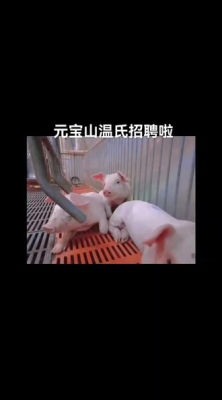 赤峰市養(yǎng)豬場(chǎng)招聘電話號(hào)碼-第1張圖片