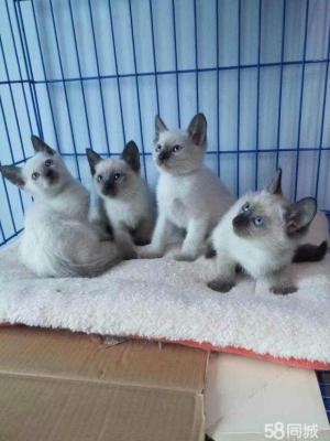 赤峰同城出售幼貓電話號碼多少-第1張圖片