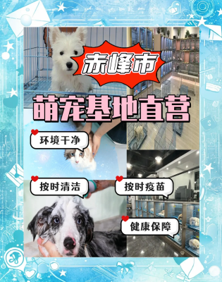 赤峰邊牧成犬出售信息電話號碼-第1張圖片