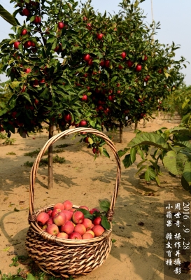 赤峰收購杏核電話號碼多少號-第1張圖片