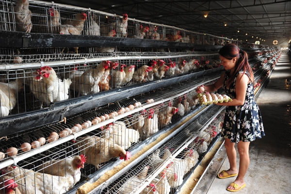 赤峰肉雞籠養(yǎng)殖基地電話號(hào)碼-第1張圖片