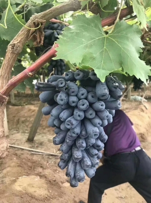 赤峰市葡萄苗售賣地址電話號碼-第1張圖片