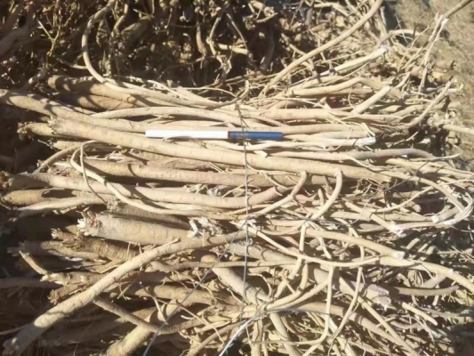 赤峰黃齊藥材市場(chǎng)地址電話號(hào)碼-第1張圖片