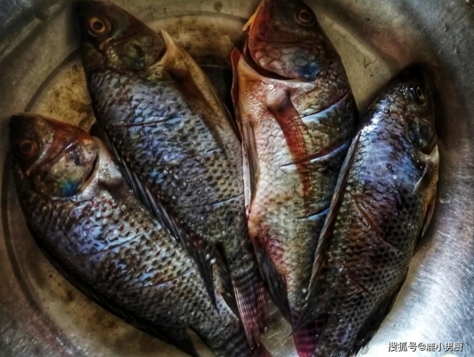 赤峰紅山區(qū)香煎魚店電話號碼-第1張圖片