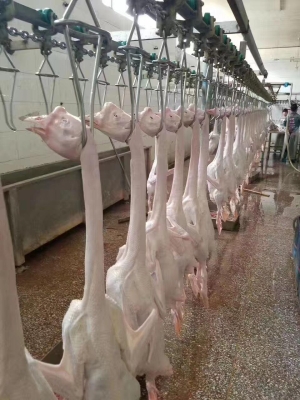 赤峰批發(fā)大鵝的電話號(hào)碼是多少-第1張圖片