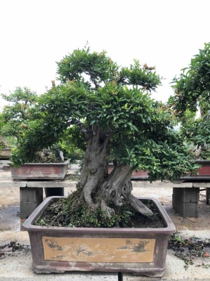 赤峰老樁盆景基地電話號碼-第1張圖片