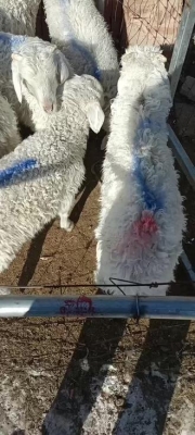 赤峰買賣羊經(jīng)紀人電話號碼-第1張圖片