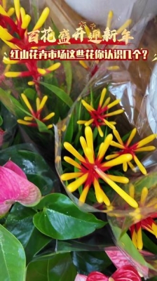 赤峰雨潤花卉批發(fā)電話多少號-第1張圖片