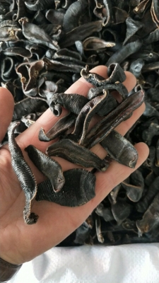 赤峰收野生水蛭電話多少號-第1張圖片