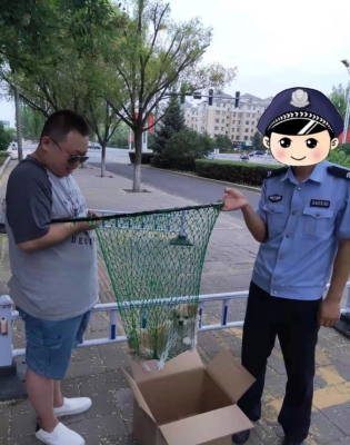 赤峰市救助流浪狗電話號碼-第1張圖片