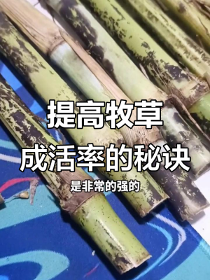 赤峰牧草種植公司電話多少號-第1張圖片