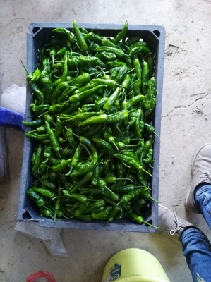 赤峰尖椒收購商電話號(hào)碼查詢-第1張圖片