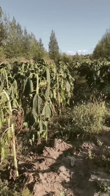 赤峰葵花油鮮榨廠電話號(hào)碼-第1張圖片