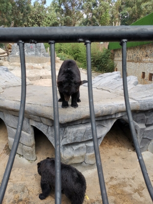 赤峰動(dòng)物園電話號(hào)碼多少號(hào)-第1張圖片