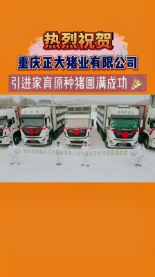 赤峰家育種豬集團(tuán)-第1張圖片