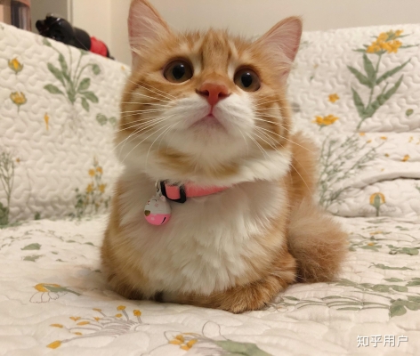 赤峰橘貓寵物館電話號碼多少-第1張圖片