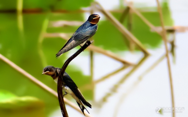 赤峰市小燕子飯店電話號碼-第1張圖片
