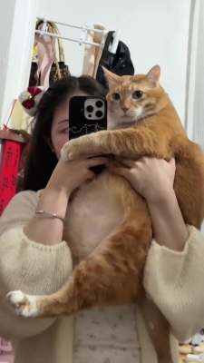 赤峰橘貓領(lǐng)養(yǎng)電話多少號(hào)啊-第1張圖片