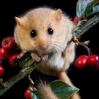 赤峰睡鼠店鋪地址電話號(hào)碼查詢-第1張圖片