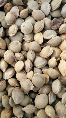 赤峰山杏核收購電話是多少號(hào)-第1張圖片