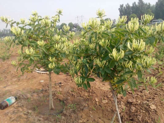 赤峰花楸苗廠家電話地址查詢-第1張圖片