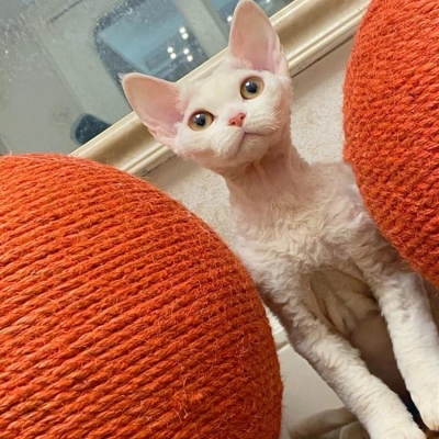 赤峰小馬哥貓舍地址電話號(hào)碼-第1張圖片