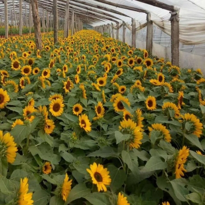 赤峰草花種子公司電話號碼-第1張圖片