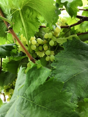 赤峰梨采摘園地址查詢(xún)電話(huà)號(hào)碼-第1張圖片