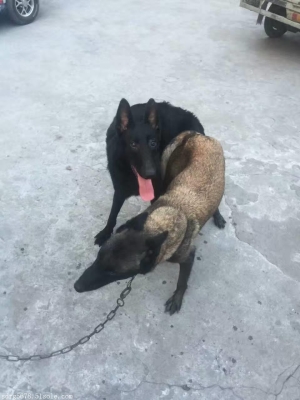 赤峰市黑狼犬基地地址電話號碼-第1張圖片