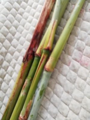 赤峰市高粱桿廠電話地址查詢-第1張圖片