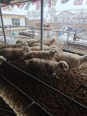 赤峰市錦山羊苗代收電話號(hào)碼-第1張圖片