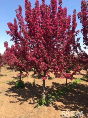 赤峰紅楓花卉市場地址電話號碼-第1張圖片