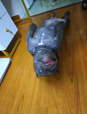 赤峰惡霸犬基地電話號碼查詢-第1張圖片