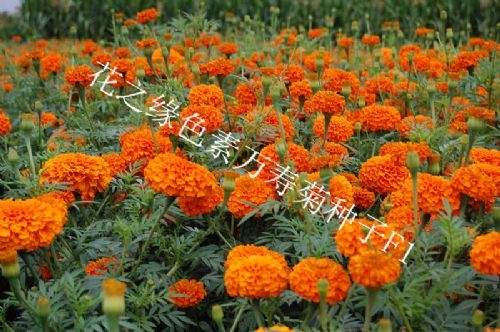 赤峰花染文具店電話地址查詢-第1張圖片